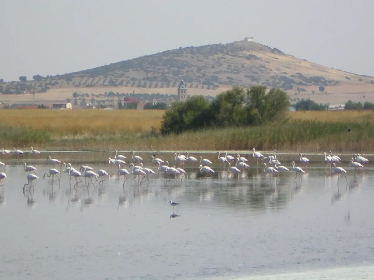 laguna de El Hongar con flamencos