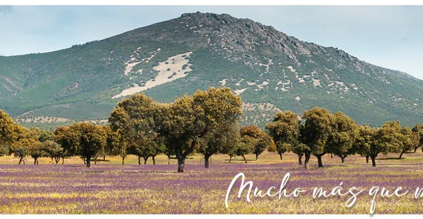 boletin-montes-de-toledo-junio-2024