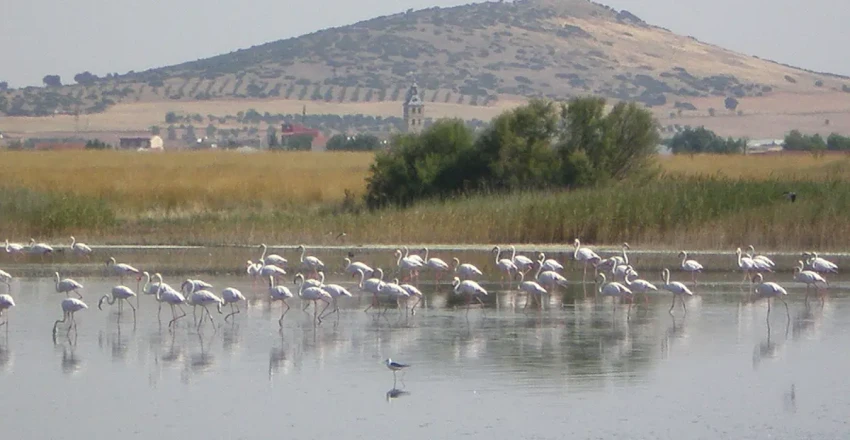 el-gdr-don-quijote-participa-en-el-proyecto-de-cooperacion-reserva-de-la-biosfera-de-la-mancha-humeda-ii