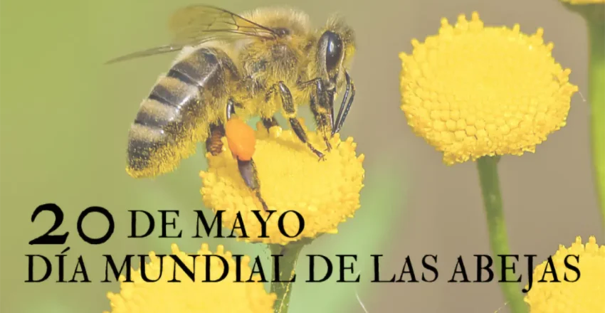 el-sector-de-la-apicultura-tambien-se-ve-afectado-por-la-crisis-del-covid-19-con-perdidas-de-hasta-el-40